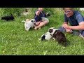 Colorado Campgrounds Litter - 5 weeks old
