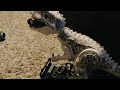 Indominus attacks Lego stop motion