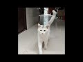 unusual cat video