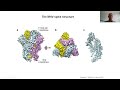 🦠 Peter Rottier's Guide to Understanding Coronaviruses