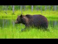Animal Adventure 8K ULTRA HD   Wild Landscape Movie With Soothing Nature Music