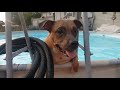 Emmy Loves to swim. Happy pitbull, AmStaff