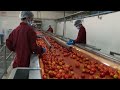 How to Grow, Harvest and Process Hundreds of Tons of Tomatoes with Agricultural Technology.#9