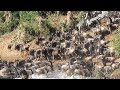 THE GREAT MIGRATION ARRIVING TO THE MARA JULY 2024.