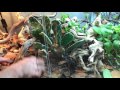 How to setup a BioActive Bearded Dragon terrarium - Self cleaning & maintaining