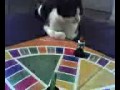 Cat plays trivial pursuit