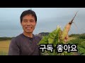 김장배추 무름병 걱정 끝!  이것만 주면 속 곽찬 김장배추 걱정 없다