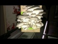 Time lapse of growing mushrooms