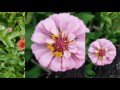 Wildflowers - Raised Hay Bed - Eastview, Kentucky July 22, 2017