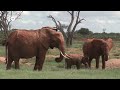 Study proves elephants have a kind of name for each other  | DW News