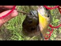 Bluegill fishing at the pond, massive bluegill caught