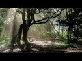 Relaxing Song - Nature ambient and Piano