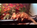 Veiled chameleon care guide. Part 2