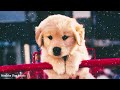 Calming Music for Dogs | Deep Separation Anxiety Music for Dog Relaxation | Dog Music