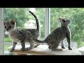 12 Hours Anti Anxiety Music For Cats 🐈 Stress Relief Music For Cats ♬ Calming Music For Cats