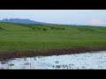 Wow What A Beautiful View With The Mountain #wildlife #animallover #ducks