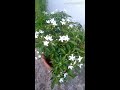 How to grow Mini Chandni / Pinwheel flower plant