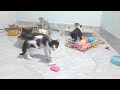 You Laugh You Lose😻Funniest Dogs and Cats 2024😸🐶