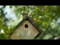 A wren bird couple in our birdhouse