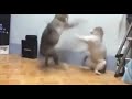 cats beating each other up