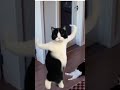 kucingnya gemoy bisa nari pula🤣 cobak share sampek berapa k penonton yang nemuin vidio ini