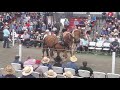 Amish horse sale. Belgiums 🇧🇪