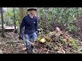 Over time, the forest covered the entire abandoned house | Cut down trees to clean up the house