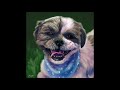 Pet Portrait Time-lapse - Painting in Procreate