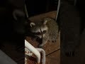 #raccoons #raccoon #viral #fyp #shorts #short #reels #reel #funny #nature #funnymoments #funnyracoon