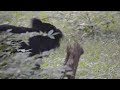 Sloth Bear, Ranthambore, Rajasthan, India