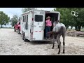 D/C  HORSE LEARNS TO BACK OUT OF TRAILER CALMLY