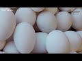 If You Don't Wash Your Chicken Eggs YOU NEED TO HEAR THIS