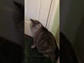 Punching cats