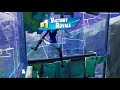 Epic Fortnite Battle Royal Win with Commentary