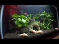 Catfish unite - 10 gallon planted tank