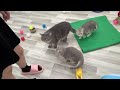 Funniest Animals 2024 😆 Best Funny Cats and Dogs Videos 😻🐶 Part 30