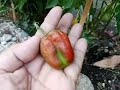 Harvesting my bell peppers! Care tips in the description box. #bellpeppers #subscribe #veggies