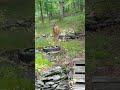White Tail Deer - Momma with Two Fawns