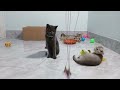 Funniest Animals 😻 New Funny Cats and Dogs Videos 🐶