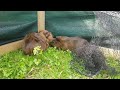 the guinea pigs birthday🤗🐻🐻