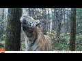 Wild Siberian Tiger in Russian Far East