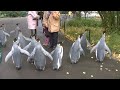 Penguin Walk - Zoo Basel [HD]