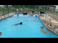 Thirty-nine dogs jump into a pool at Michigan doggy day care, cuteness ensues
