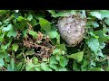 I ALMOST  got into a HORNET'S NEST when I PRUNED a long Beech hedge