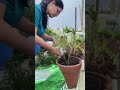 How to grow lush curry plant #organicgardening
