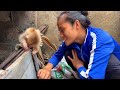 Single girl found the poor little monkey under the care of a kind old man