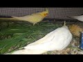 Cockatiel Eating Healthy Treat: Adorable Snack Time! 😋 | My Pets My Garden