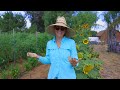 Everything You Need To Know To Grow Sunflowers From Seed To Harvest