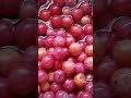 Prairie Plum picking