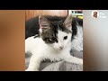 Orphaned Stray Kitten Picks A Dog As Her Parent